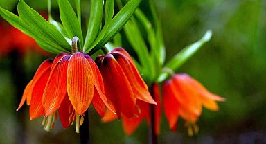 Kemaliye dağlarında ters laleler açtı