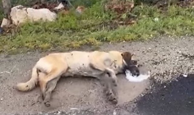 Kemerhisar'daki zehirlenme iddiaları üzerine valilik harekete geçti