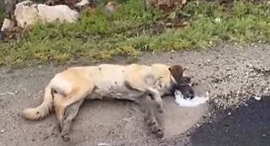 Kemerhisar'daki zehirlenme iddiaları üzerine valilik harekete geçti