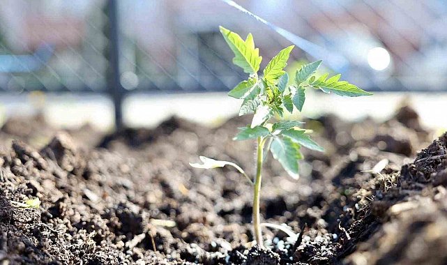 Kendi kompost gübresini üreten belediyeden "ata tohumu" hamlesi