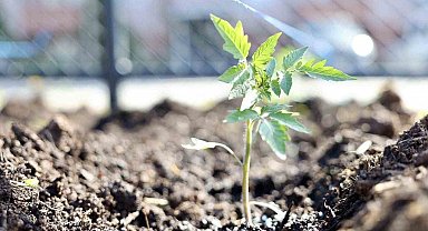 Kendi kompost gübresini üreten belediyeden "ata tohumu" hamlesi