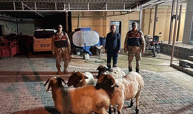 Kilis'te kayıp küçükbaş hayvanlar bulundu