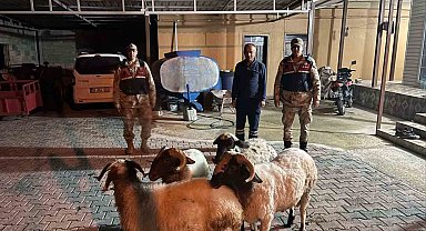 Kilis'te kayıp küçükbaş hayvanlar bulundu