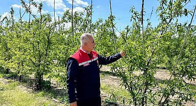Kırıkhan'da şeftali bahçeleri incelendi