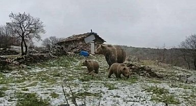 Kış uykusundan uyanan anne ayı yavruları ile yaylaya indi