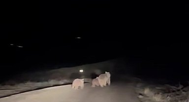 Kış uykusundan uyanan ayı ve yavruları yemek ararken görüntülendi