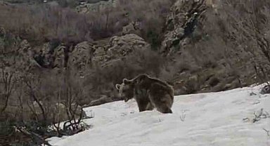 Kış uykusundan uyanan ayı yerleşim yerine indi