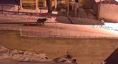 Kış uykusundan uyanan ayılar Bayburt'un köylerinde yiyecek aradı