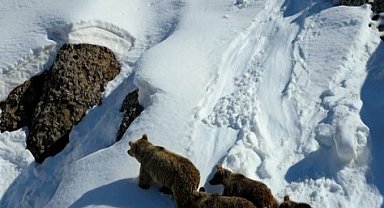 Kış uykusundan uyanan ayılar karla karşılaştı: O anlar dron ile görüntülendi