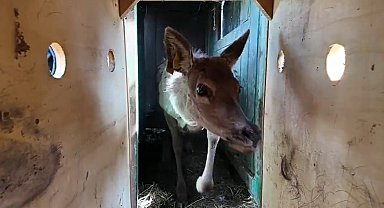 Kızıl geyikler doğayla buluşmaya devam ediyor