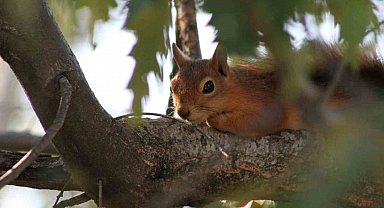 Kızıl sincap piknikçilerin neşesi oldu