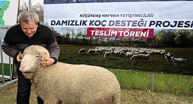 Kocaeli'de hayvancılığa "damızlık" dopingi