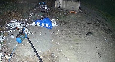 Konya'da domuz sürüsü yerleşim alanına indi