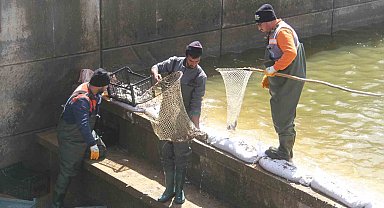Konya'nın 'denizinde' balıkları kurtarmak için zamanla yarış
