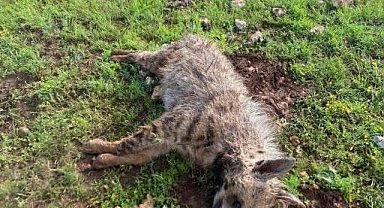 Köpeklerin saldırdığı sırtlan telef oldu