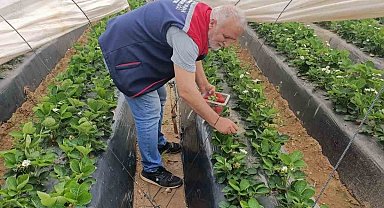 Köşk'te çilekte pestisit denetimi sürüyor