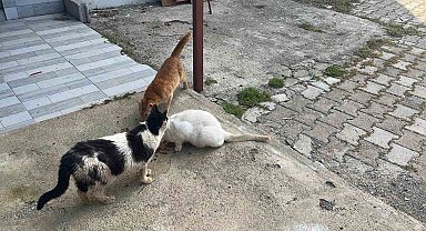 Kötü şartlarda evde tutulan hayvanlar, gençlerin tepkisi sonrası kurtarıldı