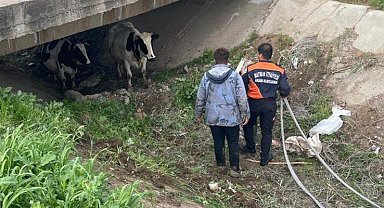 Köyden kaçan iki inek itfaiye ekiplerince yakalandı