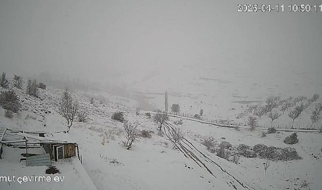 Köye inen kurt sürüsü kameraya yansıdı