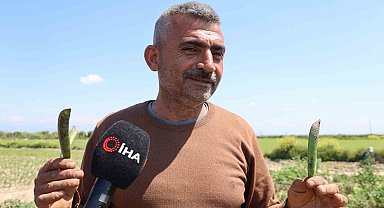 Kozan bezelyesi görünümüyle Karadeniz hamsisine benzetildi