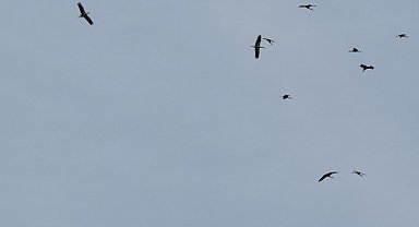 Kozan semalarında leyleklerin göç yolculuğu mest etti