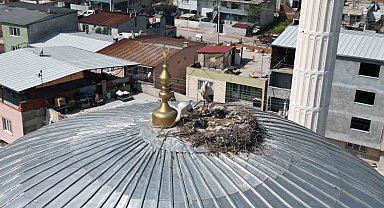 Kubbedeki leylekler mahalle yaşantısına renk katıyor