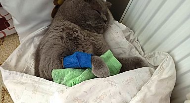 Kuduz aşısı sonrası kedileri ölen aile şikayetçi oldu