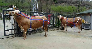 Kurban Bayramı yaklaşırken tonluk kurbanlıklar satışta