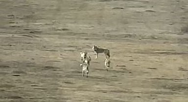 Kurt sürüsü arazide böyle görüntülendi