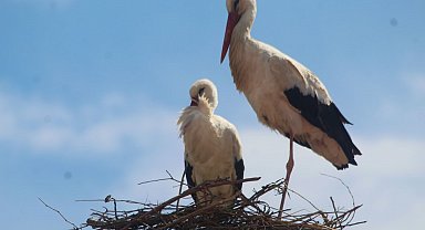 Kuşadası'nda 40 yıl sonra leylek sevinci