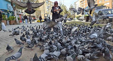 Kuşlara yem dağıtan yaşlı kadın onlarca güvercinin arasında kaldı