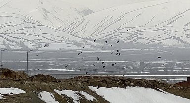 Kuşların rüzgarla dansı: Havada zor kalabildiler