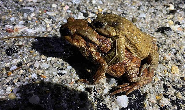 Kütahya'da 5 bin yıllık göç yeniden başladı