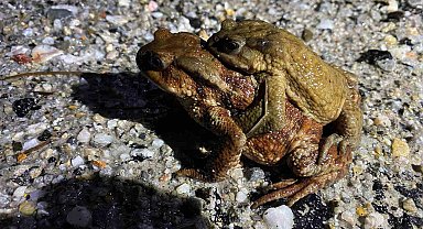 Kütahya'da 5 bin yıllık göç yeniden başladı