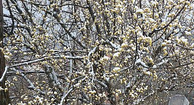 Kütahya'da nisan karı üreticileri endişelendirdi