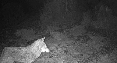 Kütahya'da yaban hayatı fotokapana takıldı