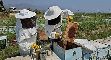 Kuyucak'tan dünyaya kovan ihracatı