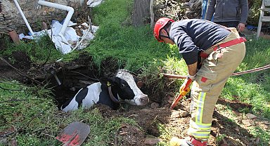 Kuyuya düşen 7 aylık gebe inek kurtarıldı