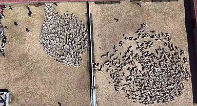 Kuzular anneleriyle buluştu, sevgi yumağı dron kamerasında