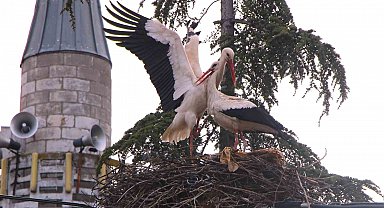 Leyleklere 'Saygılı' köy: Bütün elektrik direkleri yuva oldu, leylekler için tedbir alındı