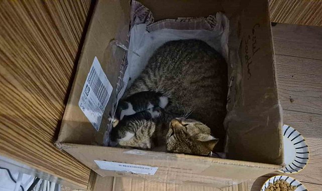 Lisenin maskot kedisi, yavrularını okula emanet etti