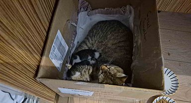 Lisenin maskot kedisi, yavrularını okula emanet etti