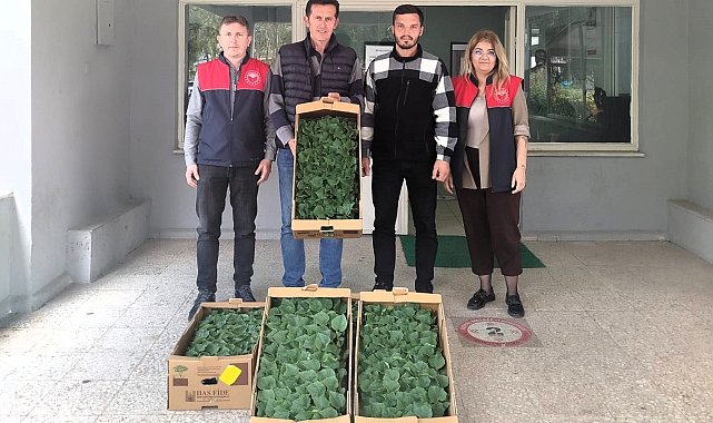 Lüleburgaz'da çiftçiye hıyar fidesi dağıtıldı