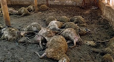 Malatya'da ağıla giren kurt 30 koyunu telef etti