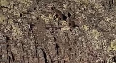 Malatya'da ayı ve yavrusu görüntülendi