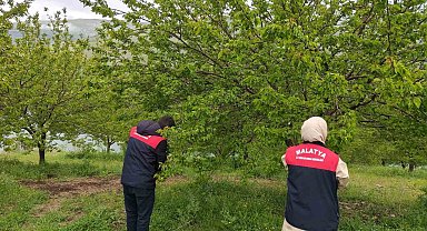 Malatya'da dolu sonrası hasar tespit çalışmaları başlatıldı