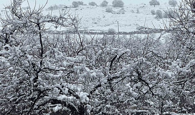 Malatya'da kayısı bahçeleri kar altında kaldı