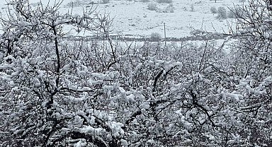 Malatya'da kayısı bahçeleri kar altında kaldı
