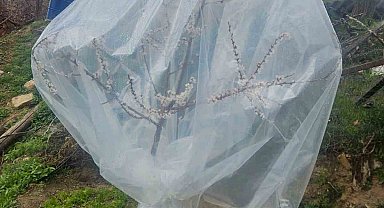 Malatya'da kayısı üreticileri zirai don için alarma geçti