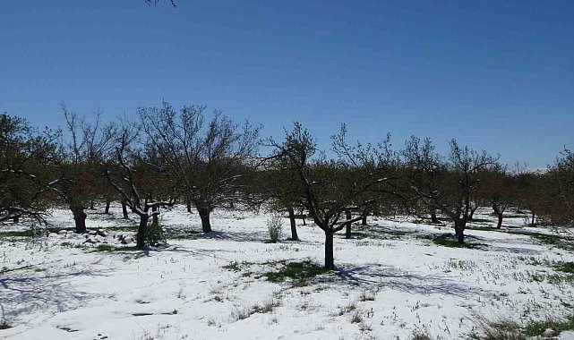 Malatya'da kayısıda don endişesi